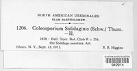 Coleosporium asterum image